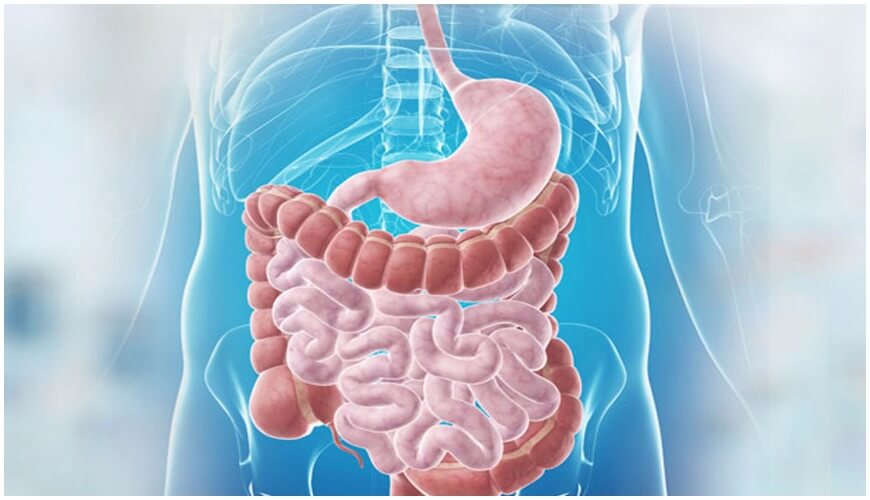 gastroenterology_1